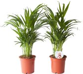 Goudpalm (Areca / Dypsis Palm) - Set van 2