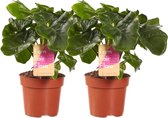 VDE-plant - Philodendron - 25 Cm - Ø 12 - 2 Stuks