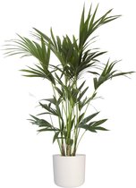 Kentia Palm in ®Elho soft - met luxe sierpot