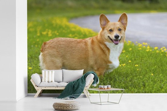 Papier peint photo peint photo vinyle - Corgi entre les fleurs largeur 330 cm x hauteur 220 cm - Tirage photo sur papier peint (disponible en 7 tailles)