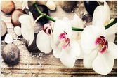 Schilderij Witte Orchideeën , 4 maten , multikleur (wanddecoratie)