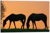 Dibond - Silhouet van 2 Grazende Paarden - 60x40cm Foto op Aluminium (Met Ophangsysteem)