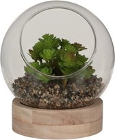 Mica Decorations Vetplant In Glas 14 X 16 Cm Hout/glas Bruin/groen