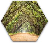 Schilderij natuur en bos - Botany Bay plantation - Dibond - Aluminium zeshoek schilderij  - 50 x 50 cm