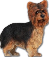 Yorkshire Terrier Hond (Dog) Yorkie