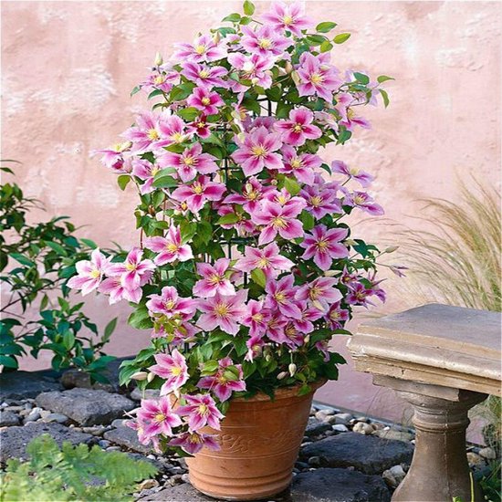 Clematis 'Piilu' - Roze-Lila - Meerjarig en Winterhard - Klimplant | Tuinplant - 1,5 liter pot