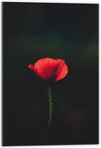 Acrylglas - Rood Bloempje Zwarte Achtergrond - 40x60cm Foto op Acrylglas (Wanddecoratie op Acrylglas)