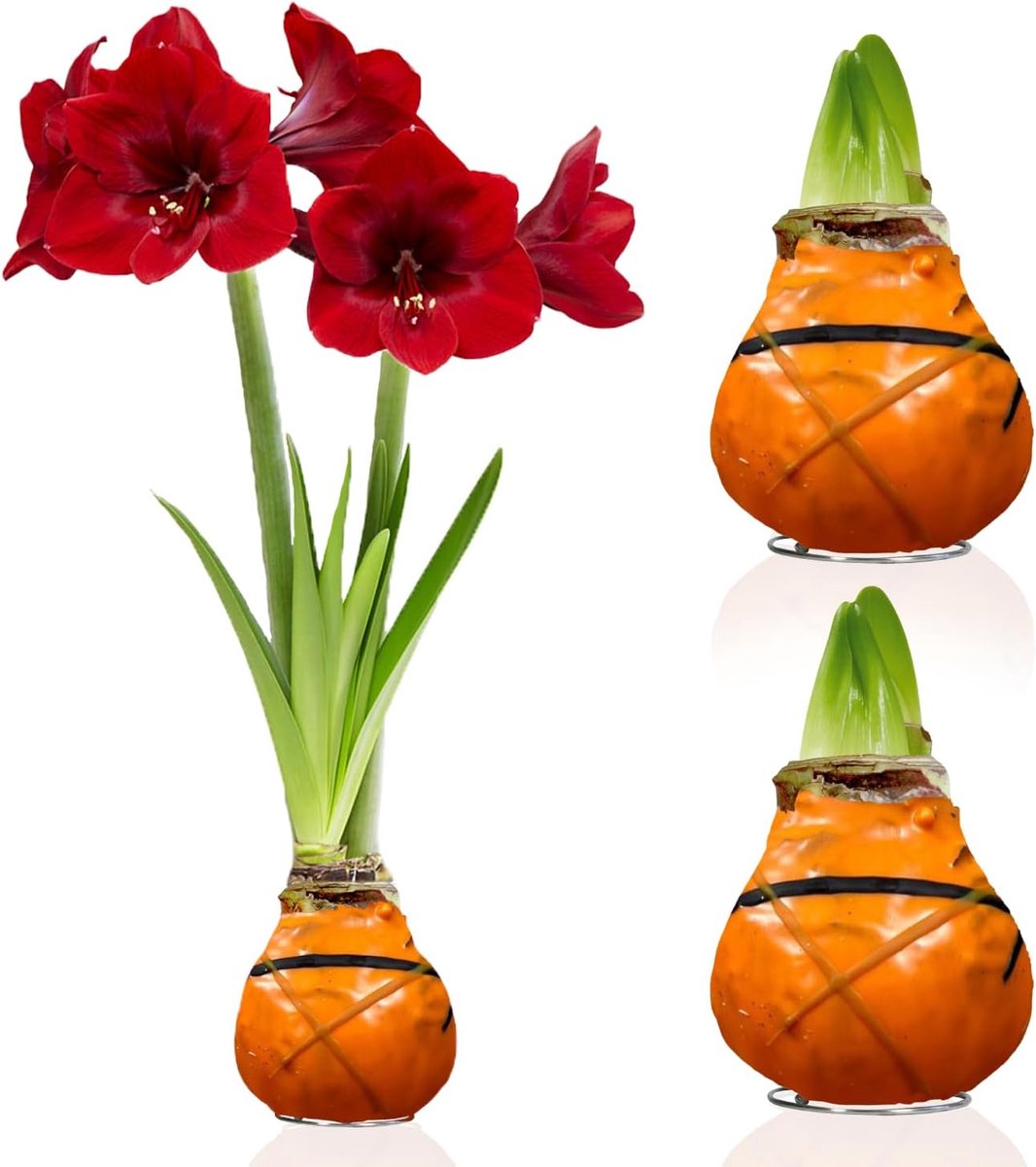 Amaryllis Bollen in Wax - Striped Orange - Bloembollen - 2 stuks - Oranje - Bloem bollen - No Water Flower