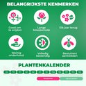 Iconen: 'Goed om te snijden', 'Lange bloeiperiode', 'Elk jaar terug', 'Weinig onderhoud', 'Volledig bestendig', 'Bestuivers aantrekken'.