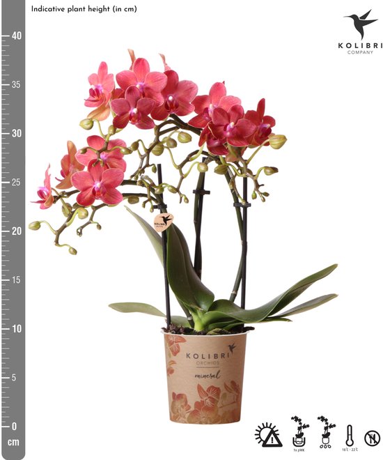 Kolibri Orchids | rode Phalaenopsis orchidee - Congo - potmaat Ø9cm | bloeiende kamerplant - vers van de kweker