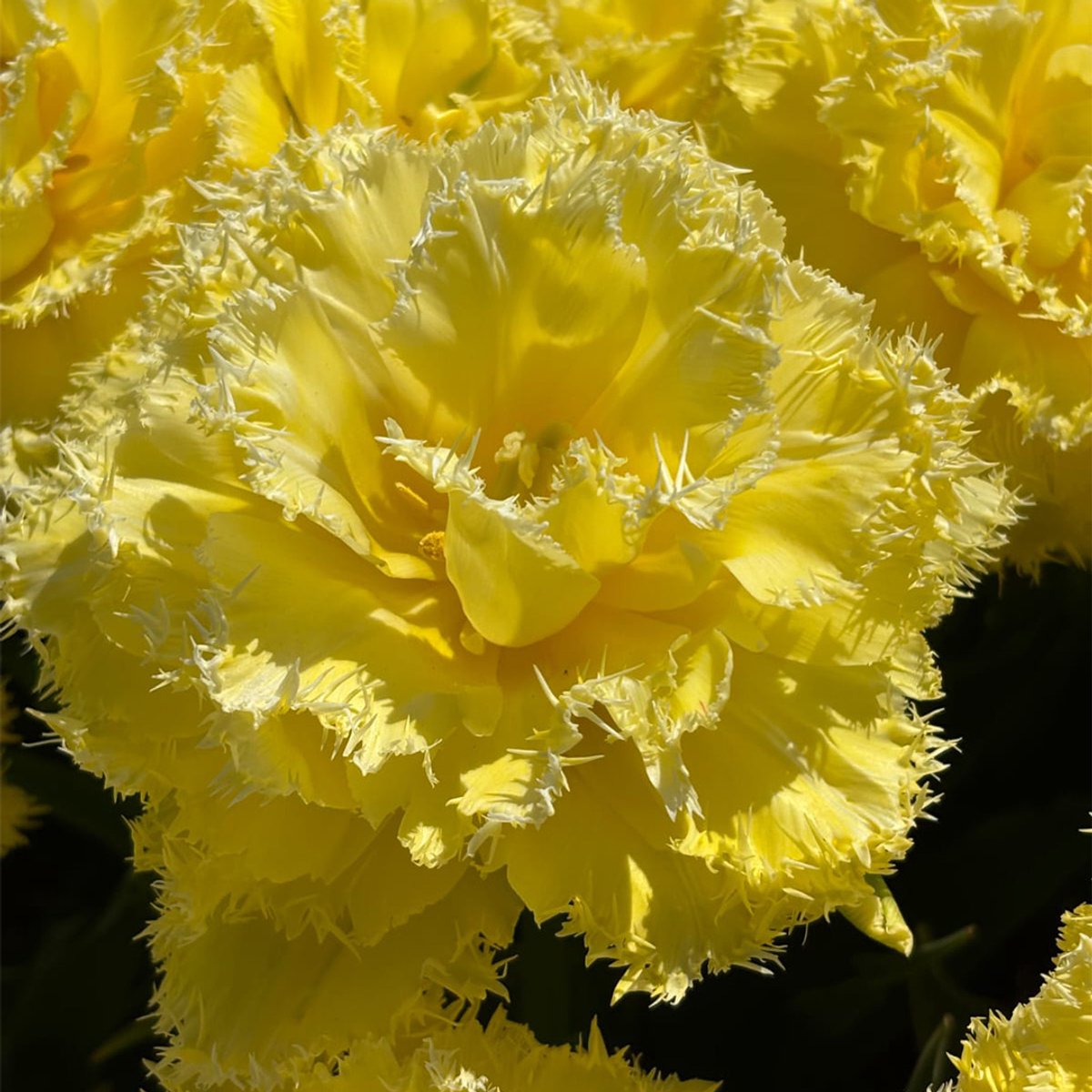 Tulp Lemon Shoot | Gefranjerd | Geel | Tulpenbollen