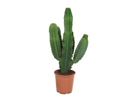 Koraalcactus Euphorbia lactea cristata – Kamerplant – Weinig Onderhoud