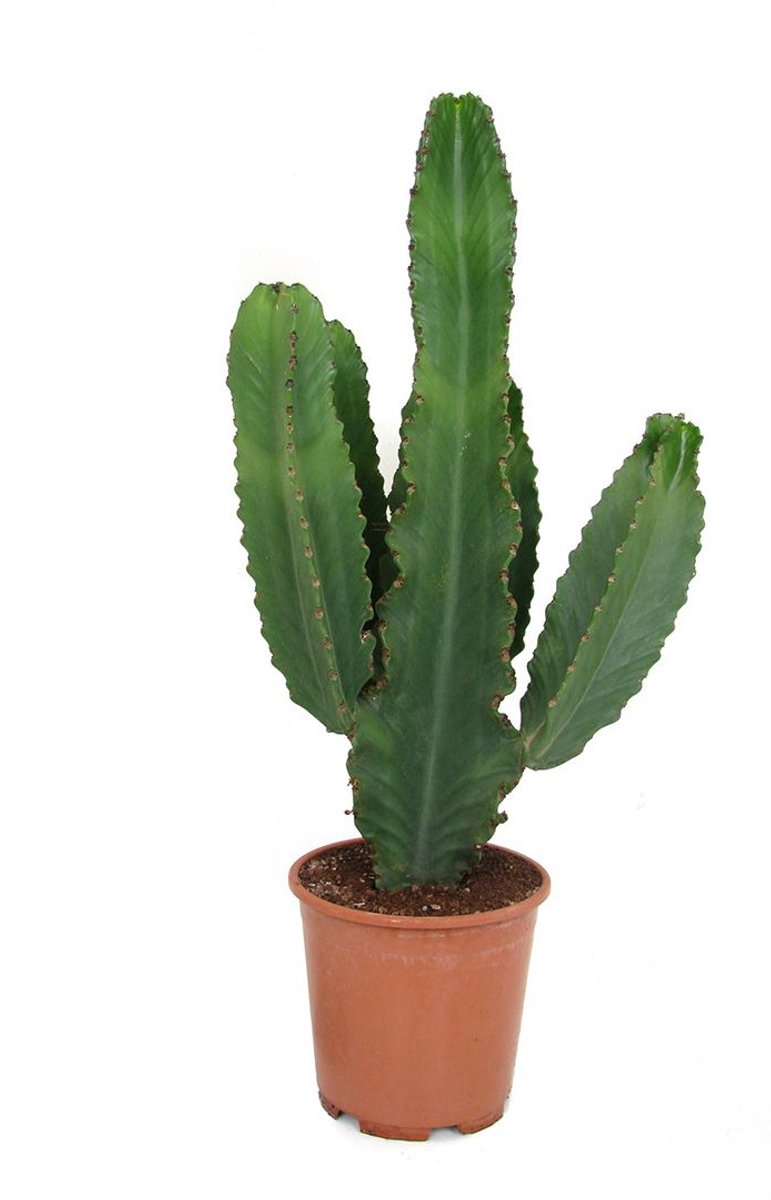 Koraalcactus Euphorbia lactea cristata – Kamerplant – Weinig Onderhoud