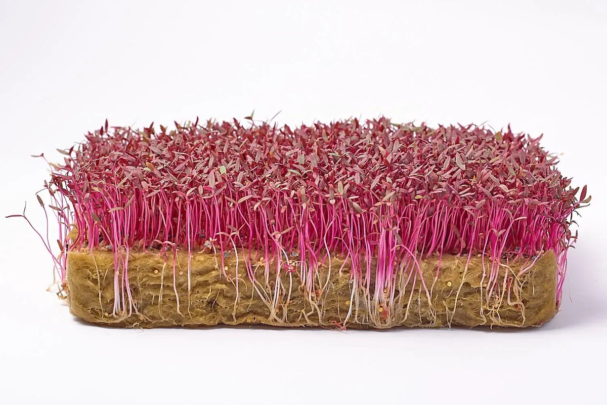 Microgreens Seeds 250g - Rode Amarant Microgroenten Zaden 250g Green Chief