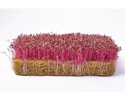 Microgreens Seeds 250g - Rode Amarant Microgroenten Zaden 250g Green Chief
