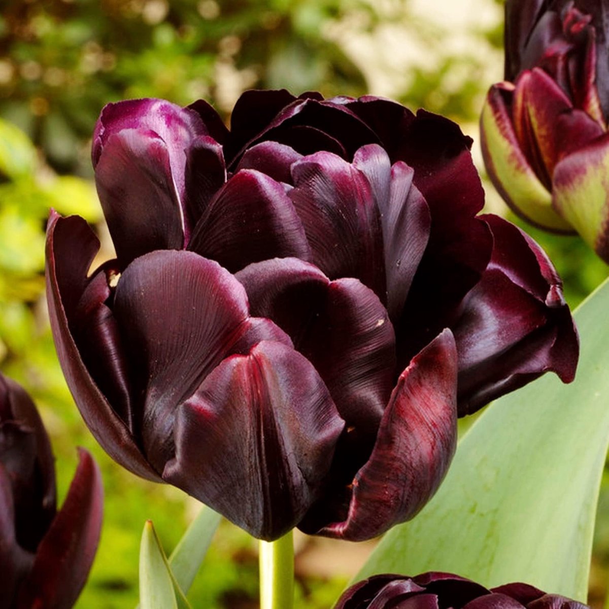 Tulpen Bloembollen Winterhard - Black Passion - 20 stuks - Zwart - Bloem Bollen Mix - Tulpenbollen Meerjarig