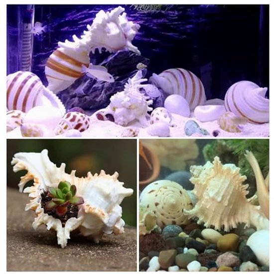 Grands coquillages Natural pour bricolage, décoration de mariage, aquarium, décoration Home , 14-16 cm, DIY , décoration Marine , coquillages, grands coquillages