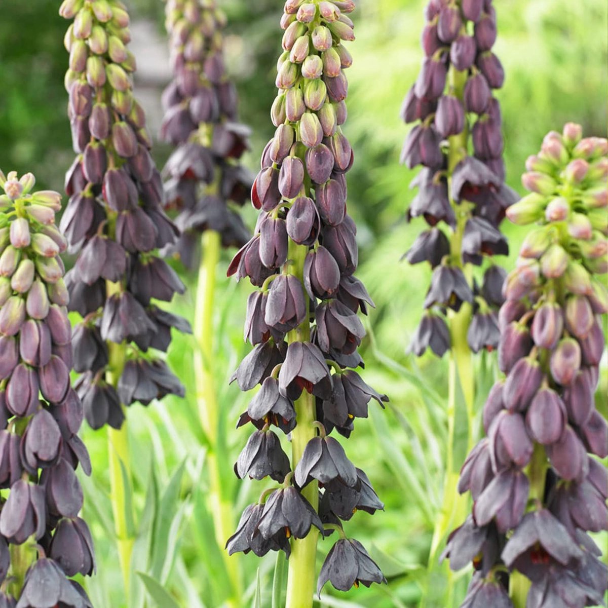 Keizerskroon Bloembollen Meerjarig - Fritillaria Persica Purple - Purple - 5 stuks - Paars - Bloem bollen Mix