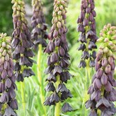 Keizerskroon Bloembollen Meerjarig - Fritillaria Persica Purple - Purple - 5 stuks - Paars - Bloem bollen Mix