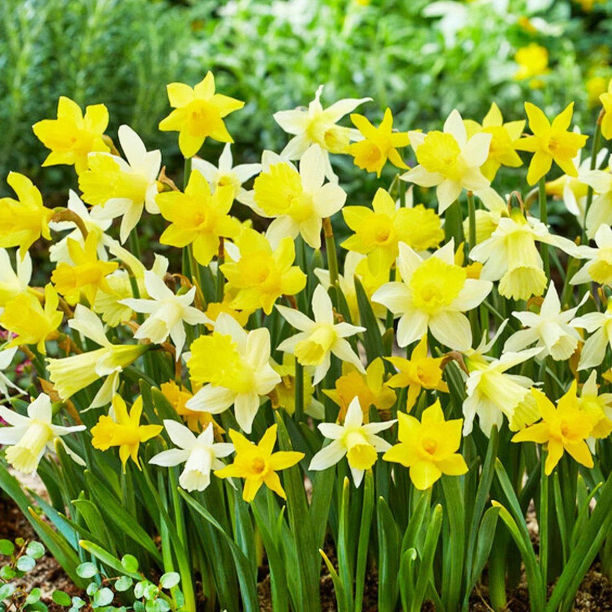 Narcissen Bloembollen Winterhard - Mix van 6 soorten - 25 stuks - Geel & Wit - Bloem Bollen Mix - Paasbloemen Meerjarig