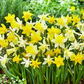 Een veld vol met gele en witte narcissen met groene bladeren.