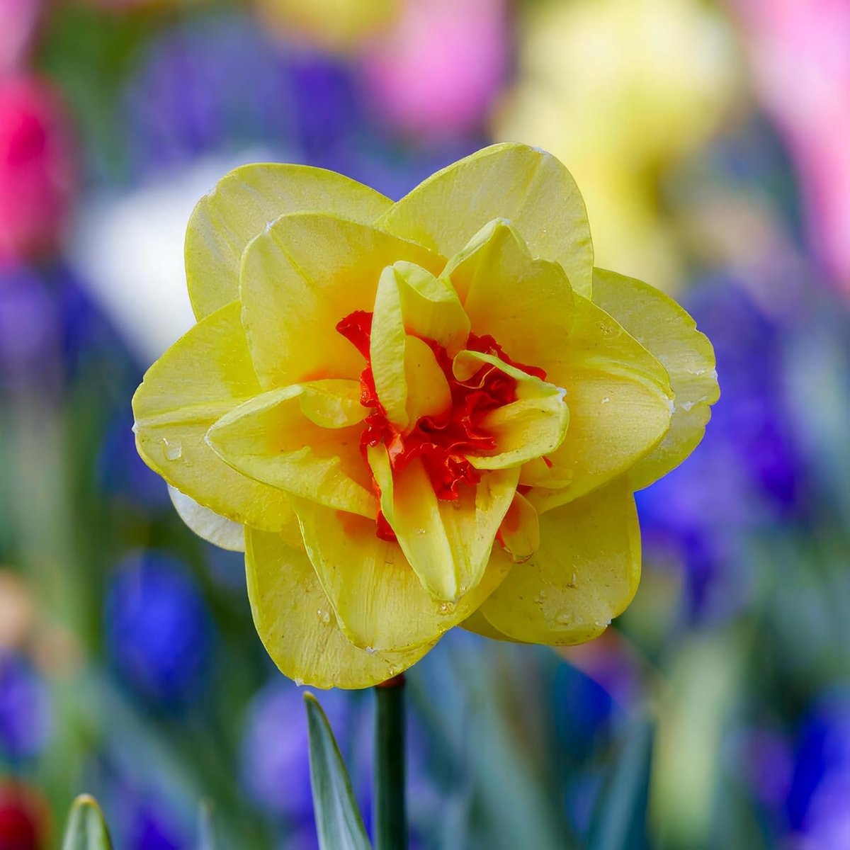 Narcissen Bloembollen Winterhard - Tahiti - 25 stuks - Geel - Bloem Bollen Mix - Paasbloemen Meerjarig