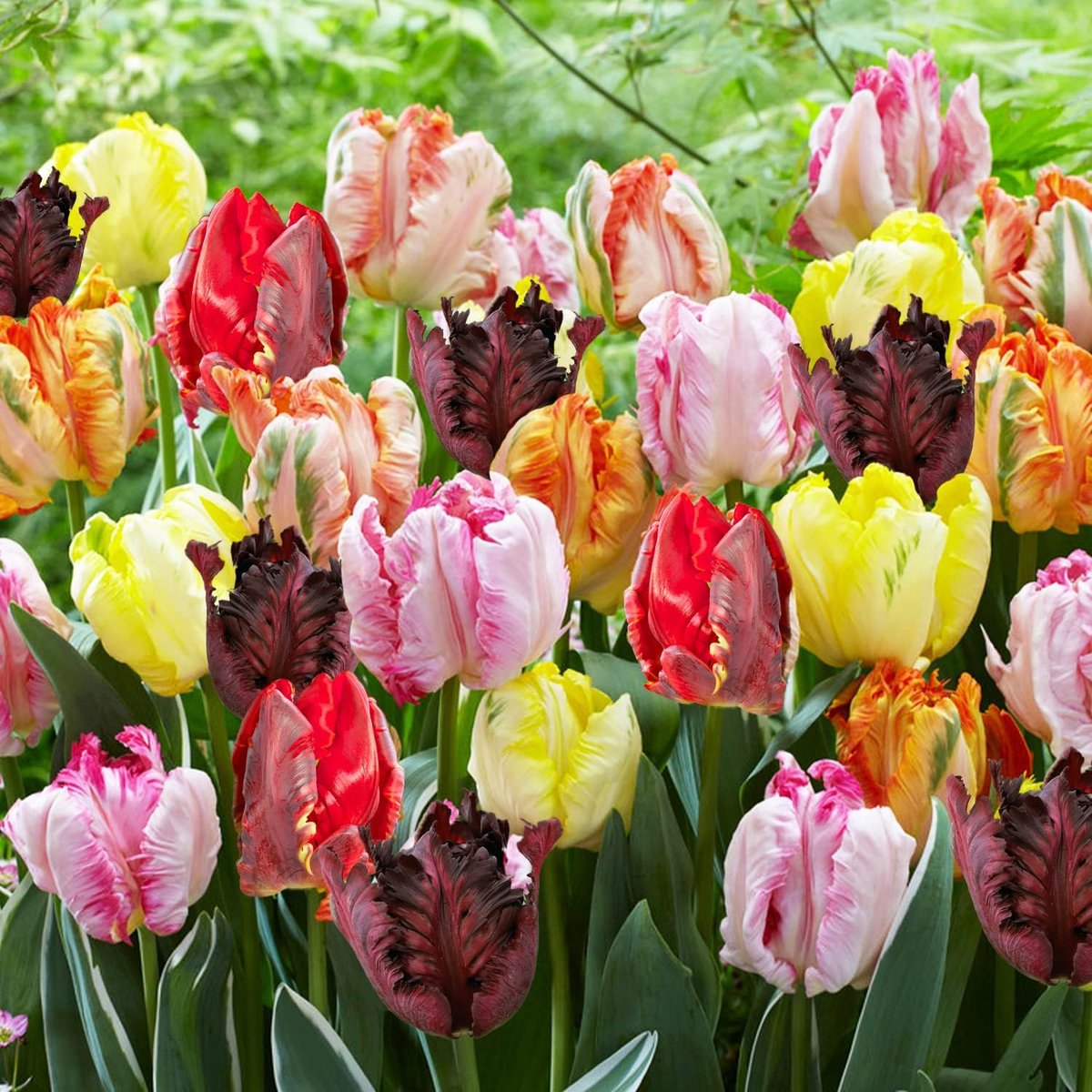 Tulpen Bloembollen Winterhard - Papagei - 25 stuks - Meerkleurig - Bloem Bollen Mix - Tulpenbollen Meerjarig