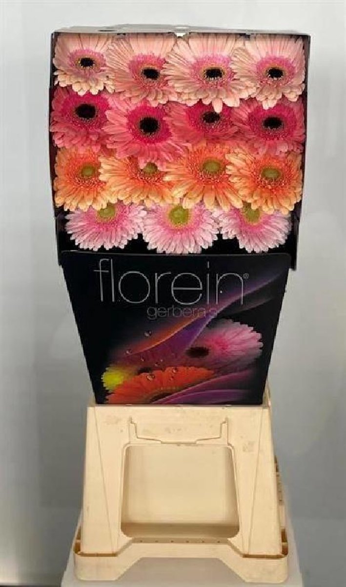 15x Gerbera mix var.pastel 70cm