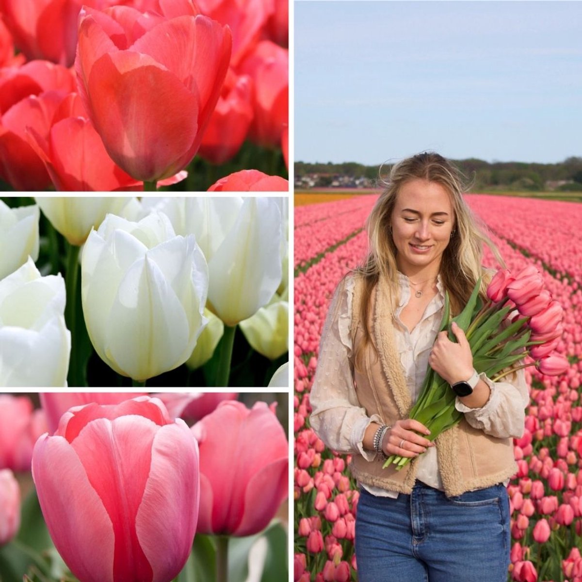 Tulpenbollen Tulip Sensation Mix - 50 bloembollen - bolmaat 12+ - wit, roze, rood mix, grootbloemig, voorjaarsbloeier, winterhard - direct van de kweker - Flowerbulbs Amsterdam