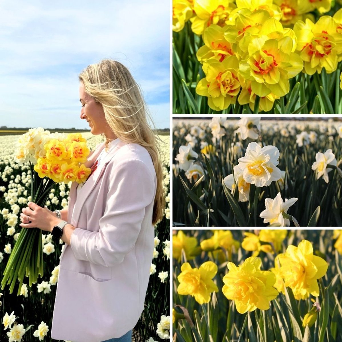 Narcissenbollen Double Trouble Mix - 50 bloembollen - bolmaat 12/14 - geel, wit, oranje mix, dubbelbloemig, grootbloemig, voorjaarsbloeier, winterhard - direct van de kweker - Flowerbulbs Amsterdam
