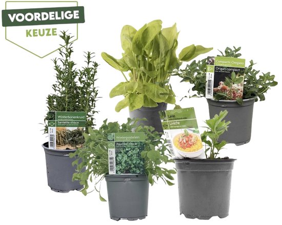 Mediterraanse kruiden mix - biologisch - 6 planten in pot Ø14 cm