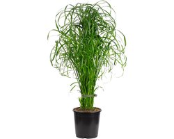 JUNAVERA Cyperus alternifolius in 14 cm pot – parapluplant voor terrarium of interieur
