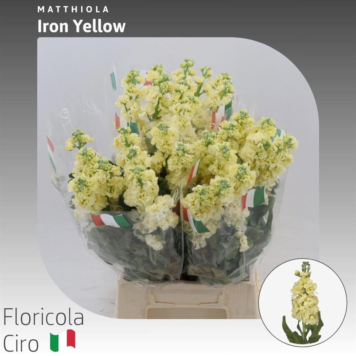 10x Matt.iron yellow 60cm