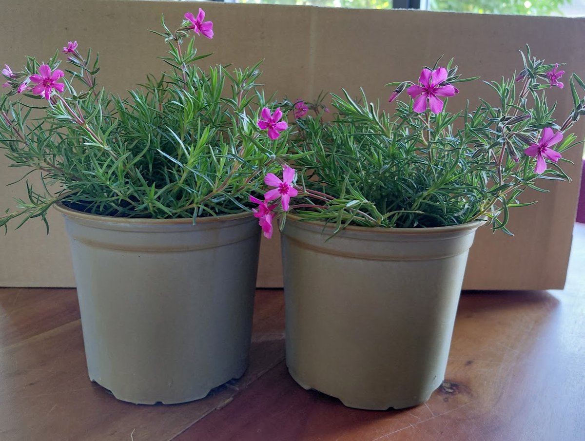 3 stuks - Phlox paniculata 'Scarlet Flame' – prachtige laagblijvende vlambloem met intens karmijnrode bloemen