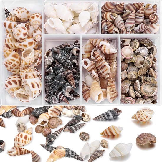 Shell 100pcs Mixed Natural Shells - 100pcs Kleine Schelpen - Geen Gaten ...
