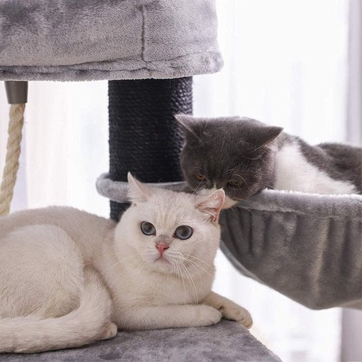 NaevaMi Krabpaal Voor Katten - Krabpaal Voor Grote Katten - Krabpaal Kat - Luxe Kattenhuis -Groot Platform - Knuffelgrot - Kattenmand - Kantelbescherming - 141cm hoog - Dikke Kolom - Kantelbescherming - Grijs thumbnail 8