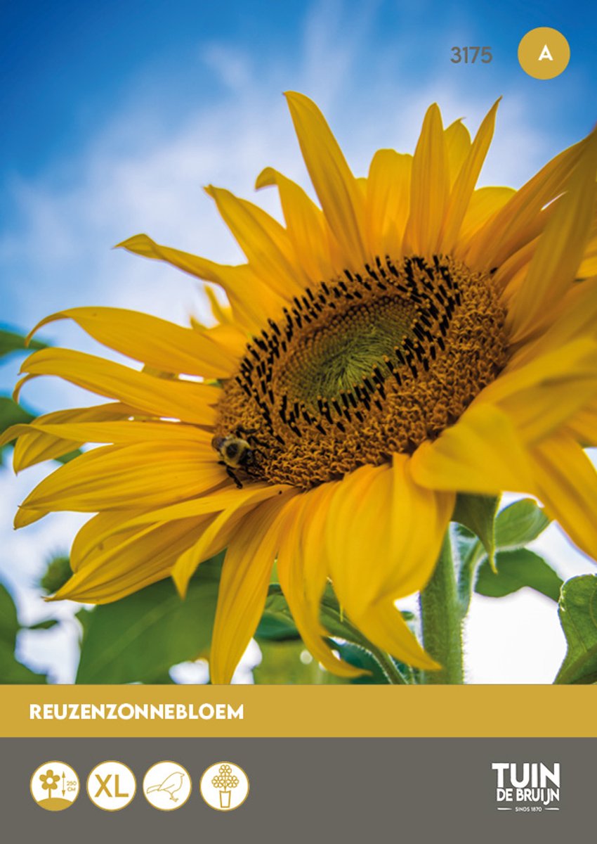 Reuzenzonnebloem Zaden – Hoge Zonnebloemen tot 3m – Zomerbloemen voor Tuin of Moestuin - Tuin de Bruijn® zaden - ca. 30 zaden