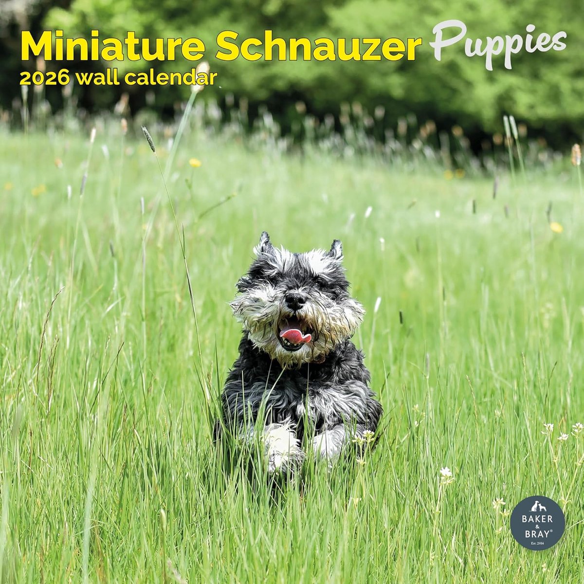 Miniatuur Schnauzer Puppies Kalender 2027