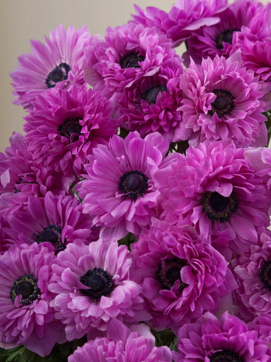 Anemone Levante Fucsia | 10 stuks | Anemoon