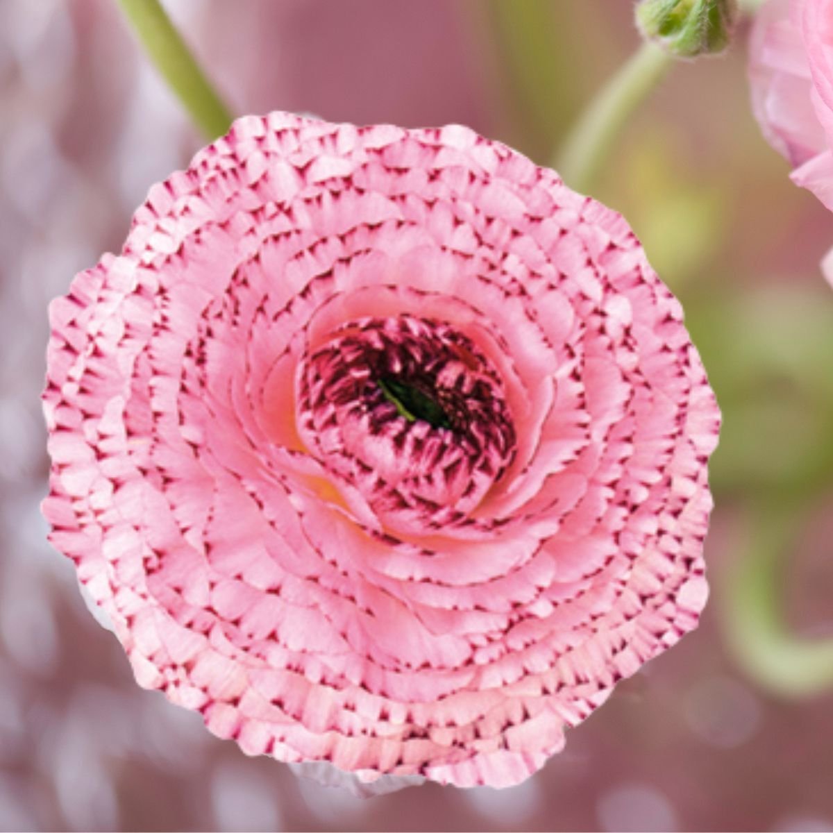 Ranunculus Bianco Striato 48-14 | 10 stuks | Ranonkel