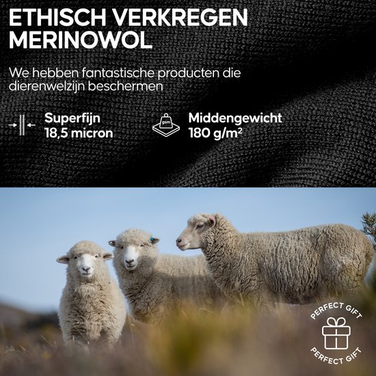 Drie schapen in een weiland. Ethisch verkregen merinowol. Superfijn, middengewicht.