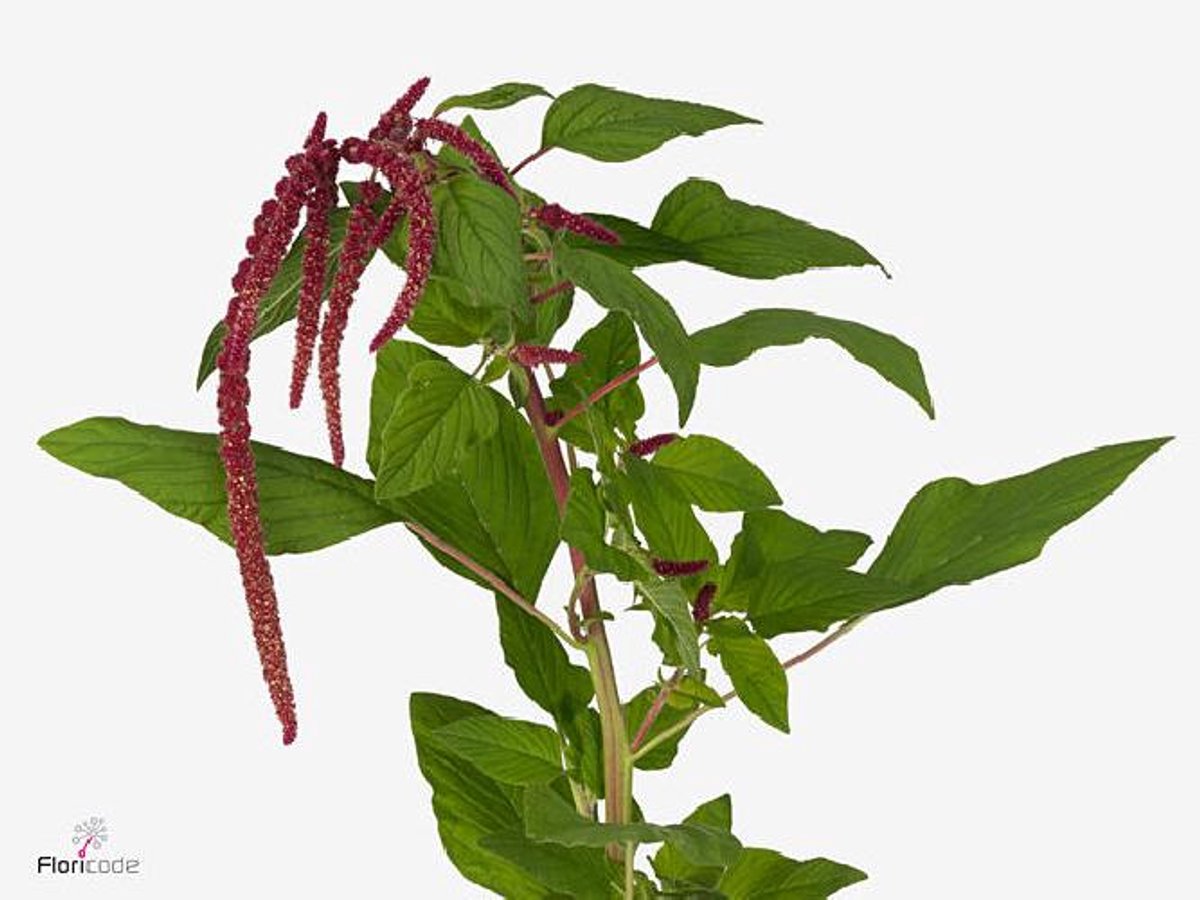 10x Amaran.hang love lies bleeding 80cm