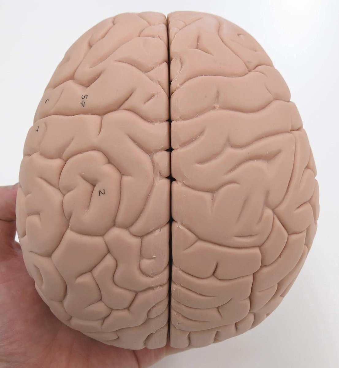 WNHB® Menselijk Hersenmodel - 2 delig anatomisch model - educatief leermiddel met software