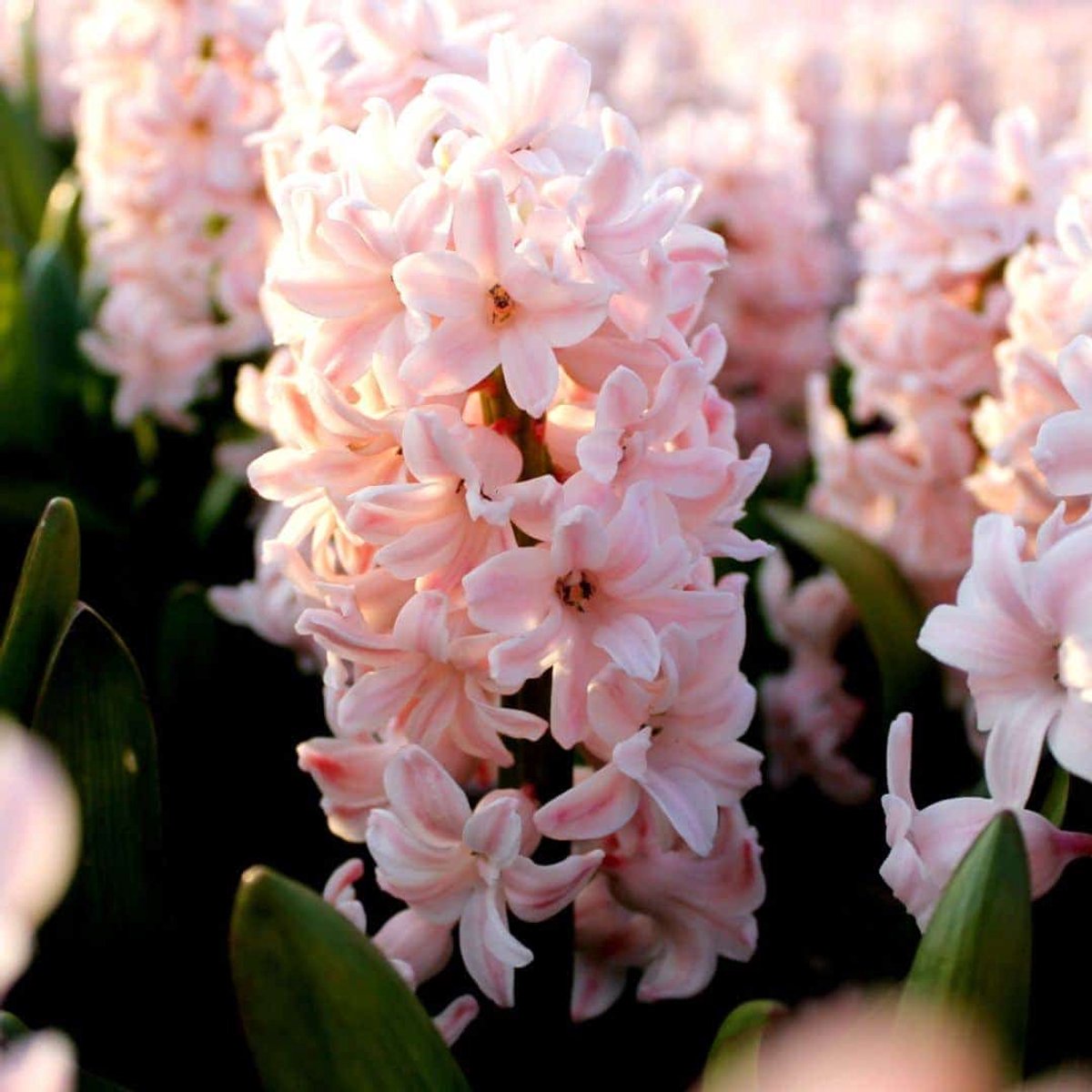 Hyacintenbollen China Pink - 20 bloembollen - bolmaat 14/15 - roze, geurend, voorjaarsbloeier, winterhard - direct van de kweker - Flowerbulbs Amsterdam