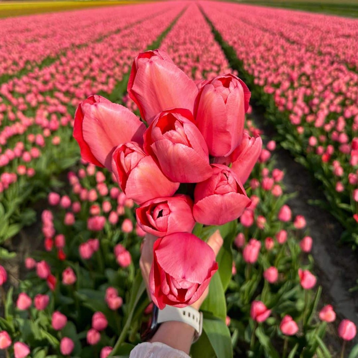 Tulpenbollen Pink Impression - 30 bloembollen - bolmaat 12+ - roze, voorjaarsbloeier, winterhard - direct van de kweker - Flowerbulbs Amsterdam