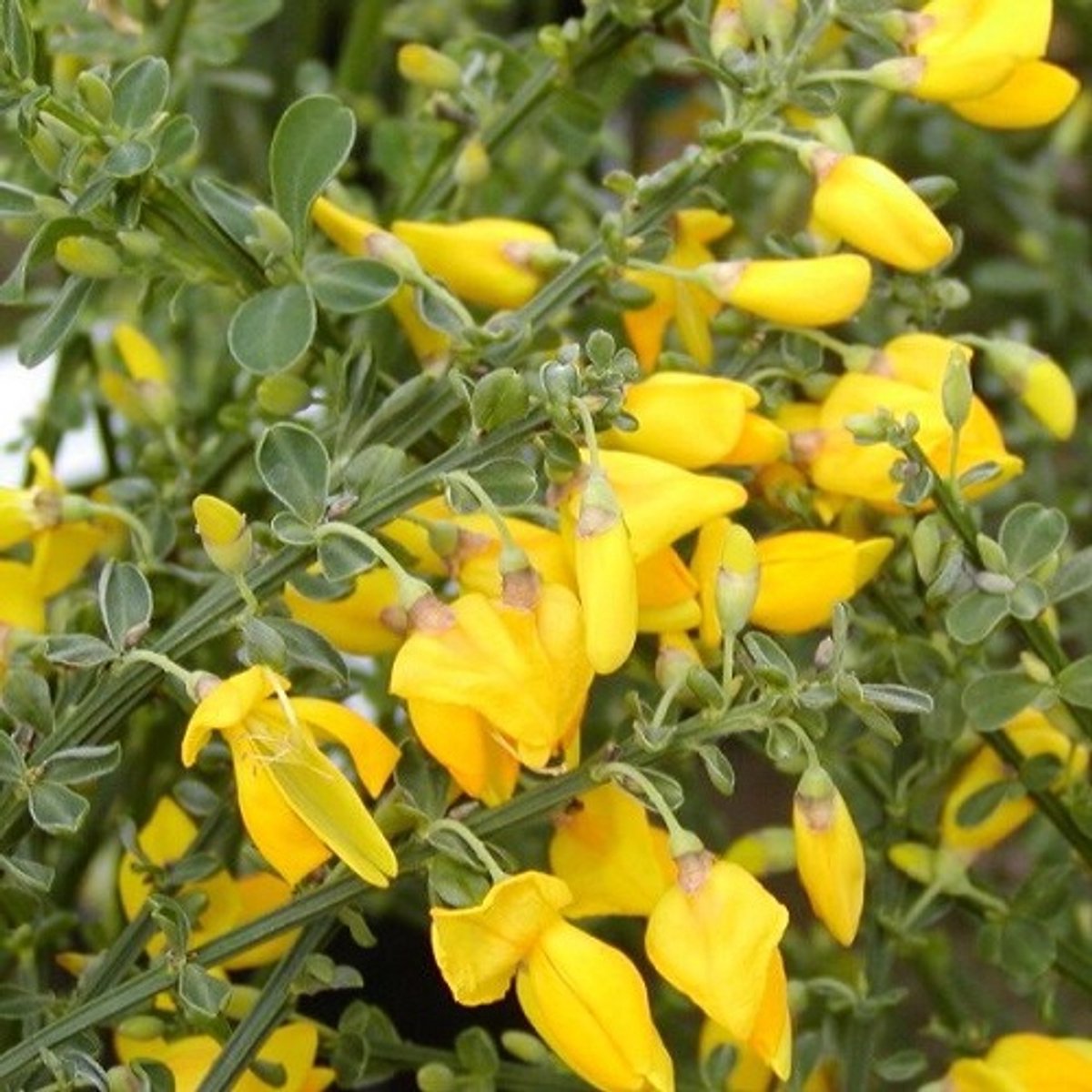 Cytisus 'Allgold' - Brem | Geel - Meerjarig en Winterhard | Tuinplant - 1,5 liter pot