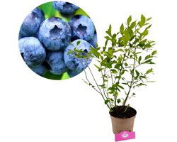 Vaccinium corymbosum 'Goldtraube', blauwe bes, 2 liter pot