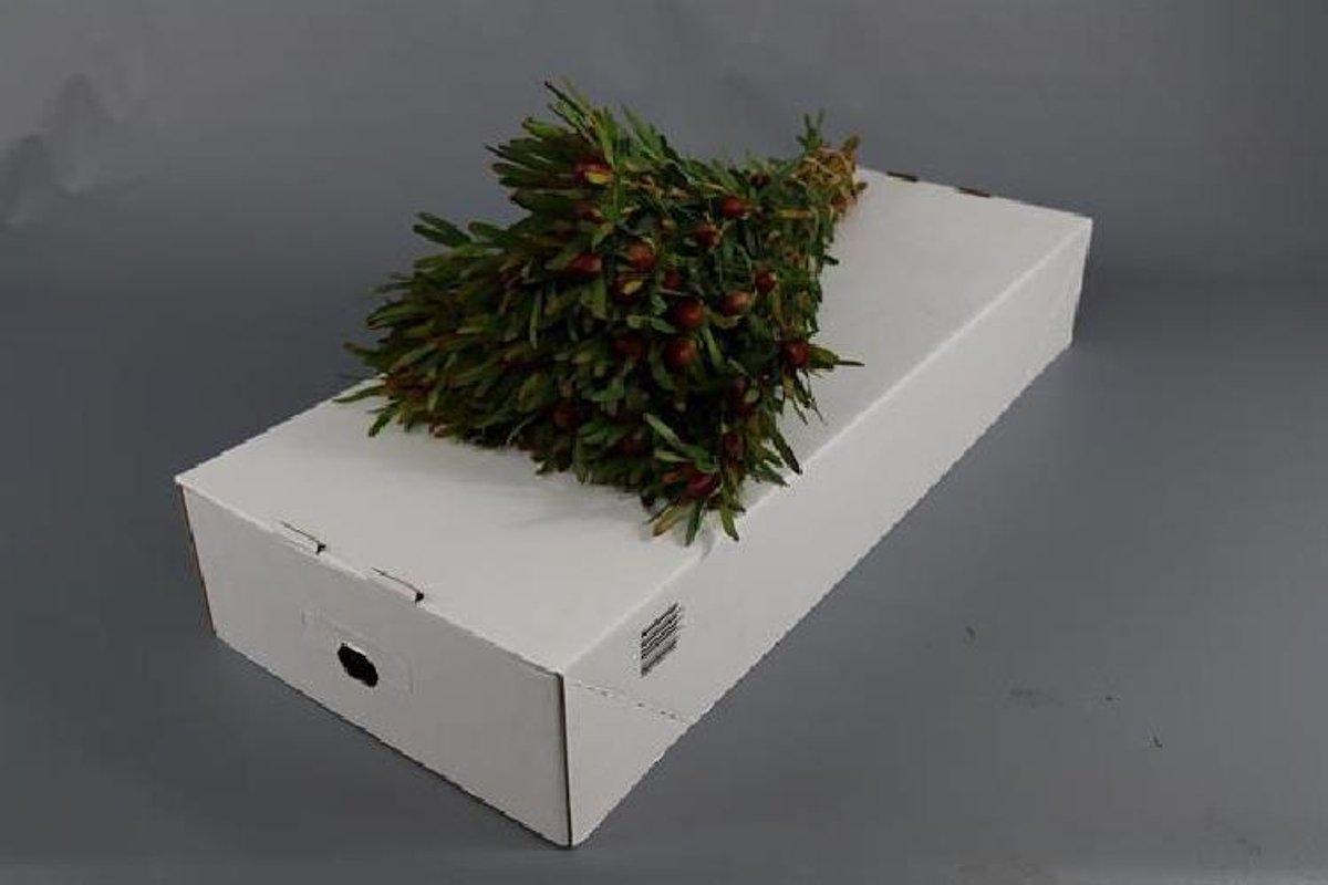 20x Pg leuc.ayoba cherry pearl 60cm