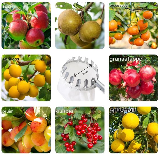 Ynkkvre - Telescopische Fruitplukker Tot 4.2m - Verstelbare Lange Steel Zonder Ladder - Voor Veilig Fruit Plukken Uit Hoge Bomen van Ynkkvre — afbeelding 4