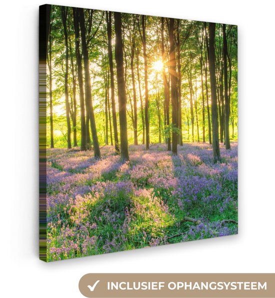 Zonnestralen schijnen door een bos met paarse bloemen.